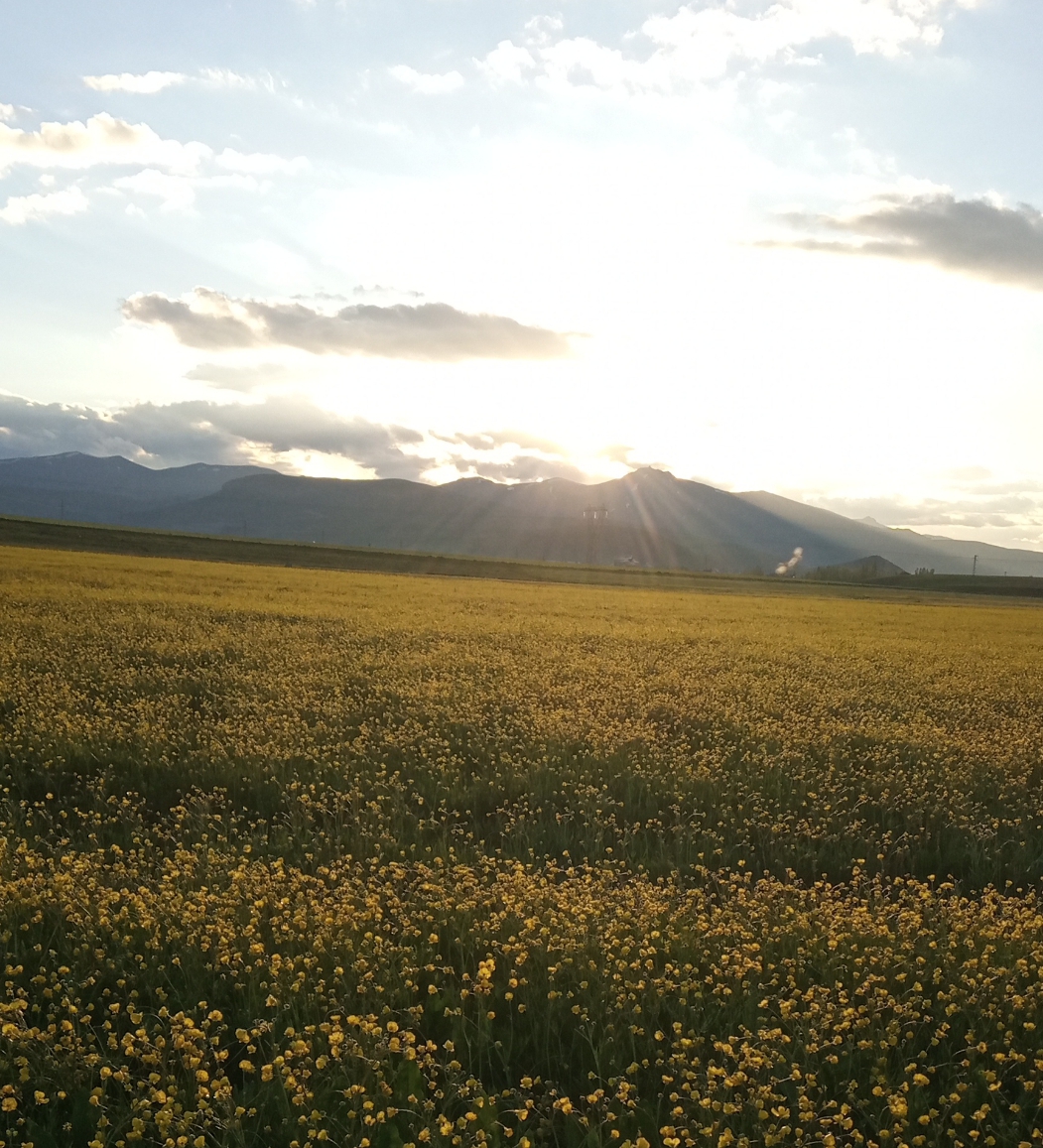 Hamur Millet Bahçesi — fotoğraf 2