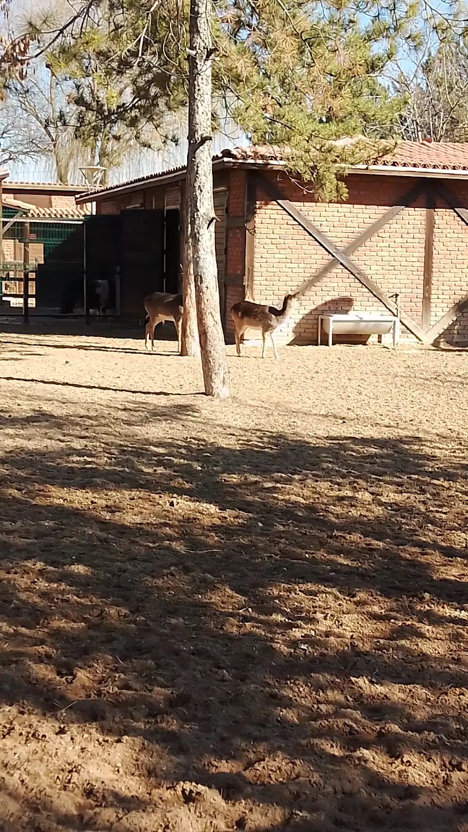 Hasbahçe — fotoğraf 3