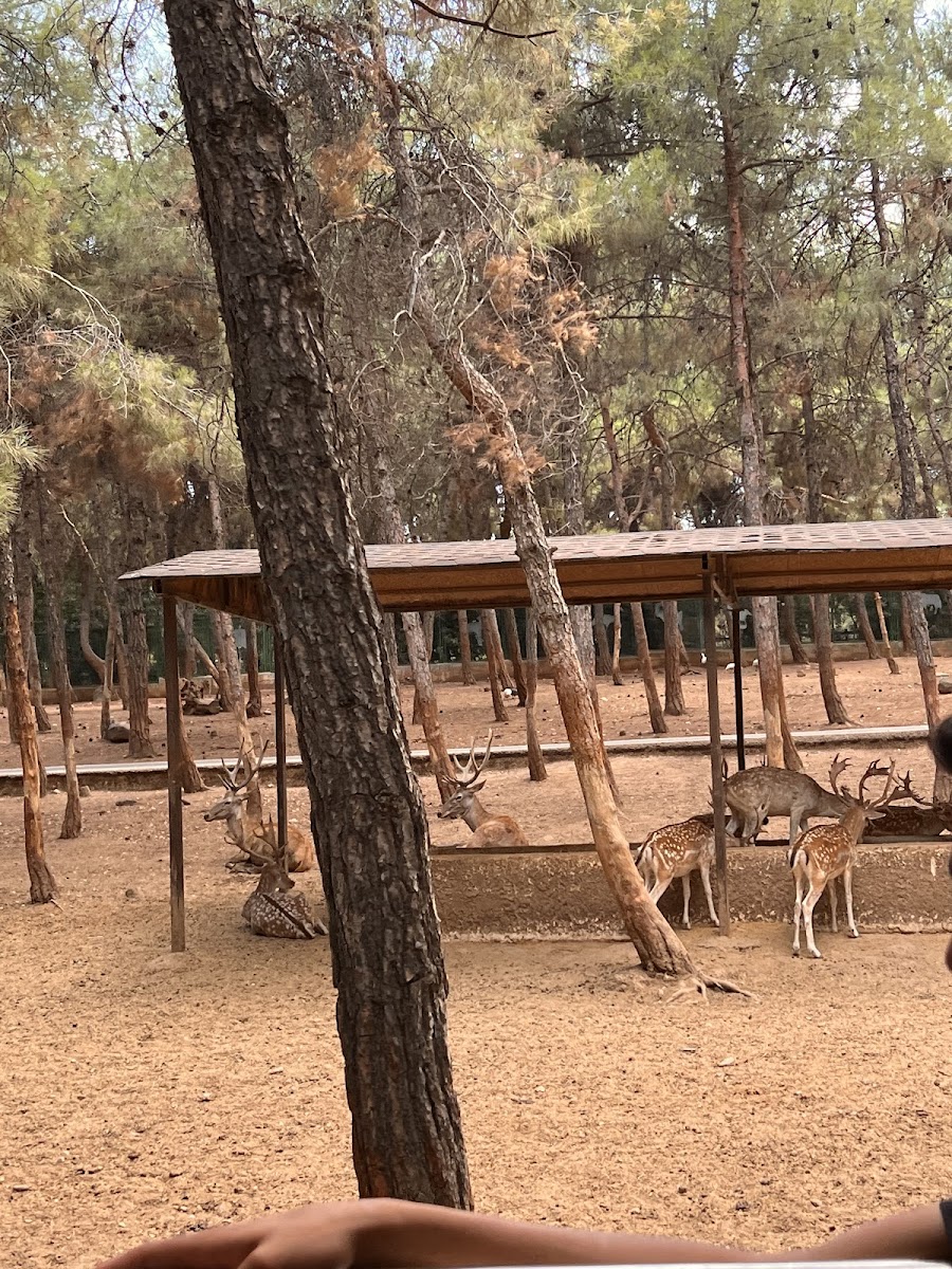 Hayvanat Bahçesi Safari Park — fotoğraf 1