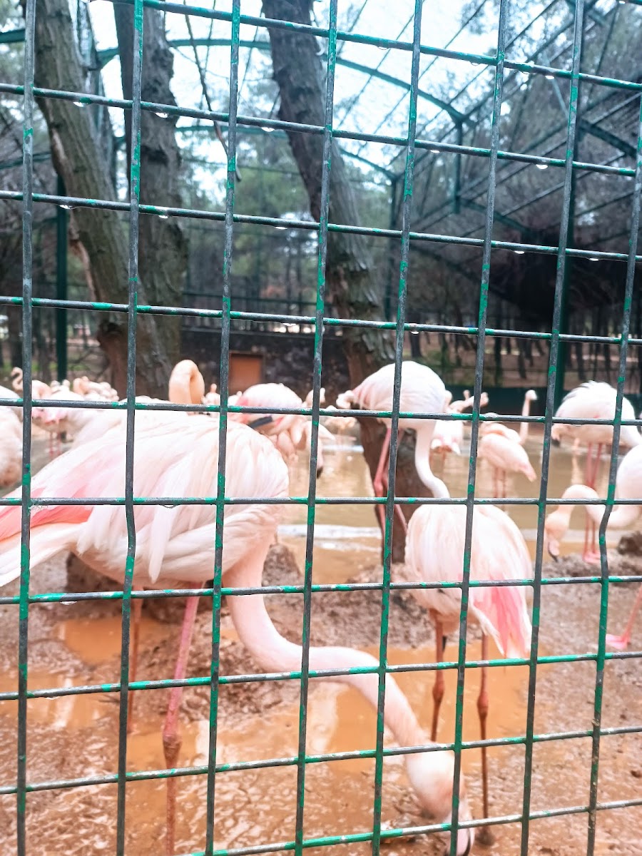 Hayvanat Bahçesi Safari Park — fotoğraf 2