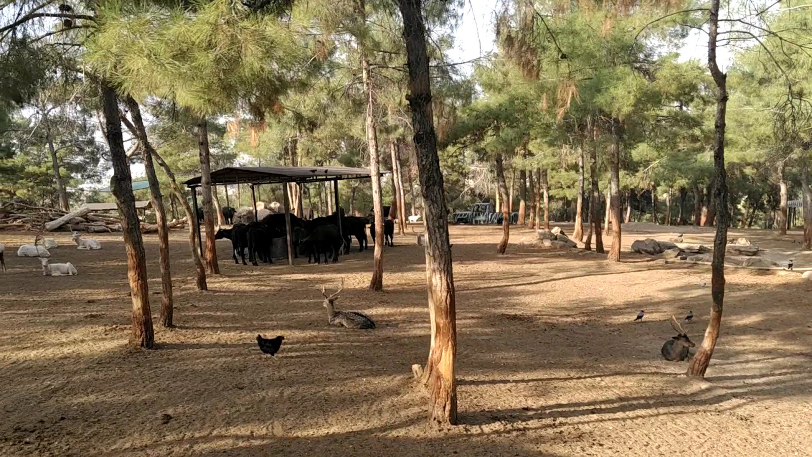Hayvanat Bahçesi Safari Park — fotoğraf 3