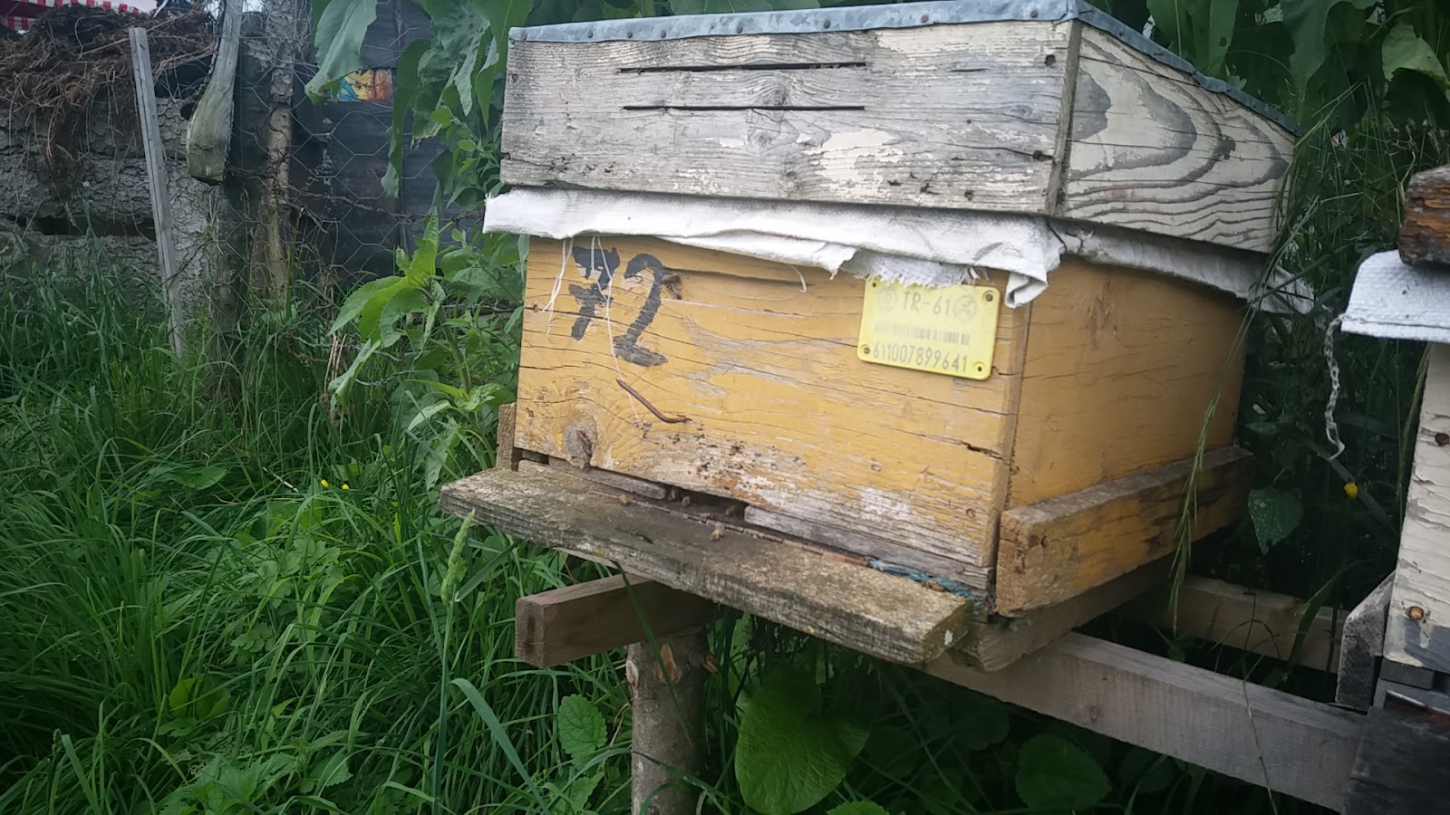 Hıdırnebi Yaylası — fotoğraf 5