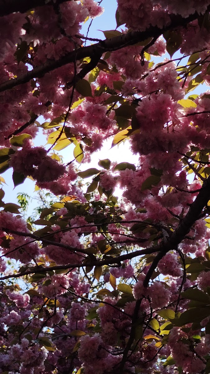 İBB Japon Bahçesi Parkı — fotoğraf 3