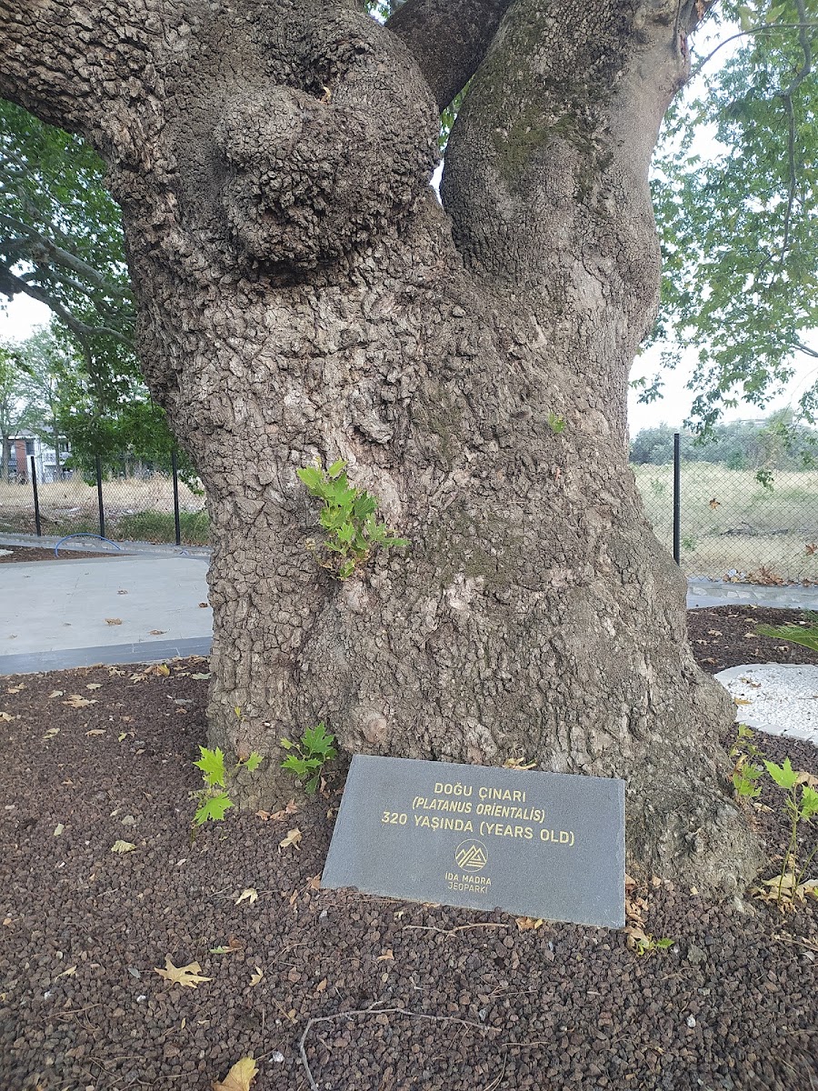 İda Madra Jeopark Müzesi — fotoğraf 1