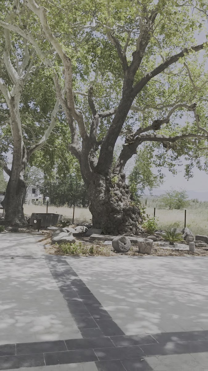 İda Madra Jeopark Müzesi — fotoğraf 3