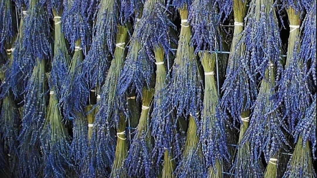 Ispartamdan (Kuyucak Isparta Lavanta Köyü) — fotoğraf 1