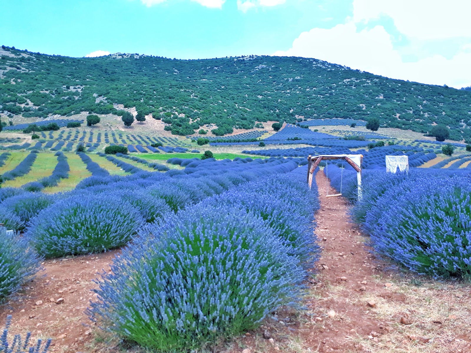 Ispartamdan (Kuyucak Isparta Lavanta Köyü) — fotoğraf 2