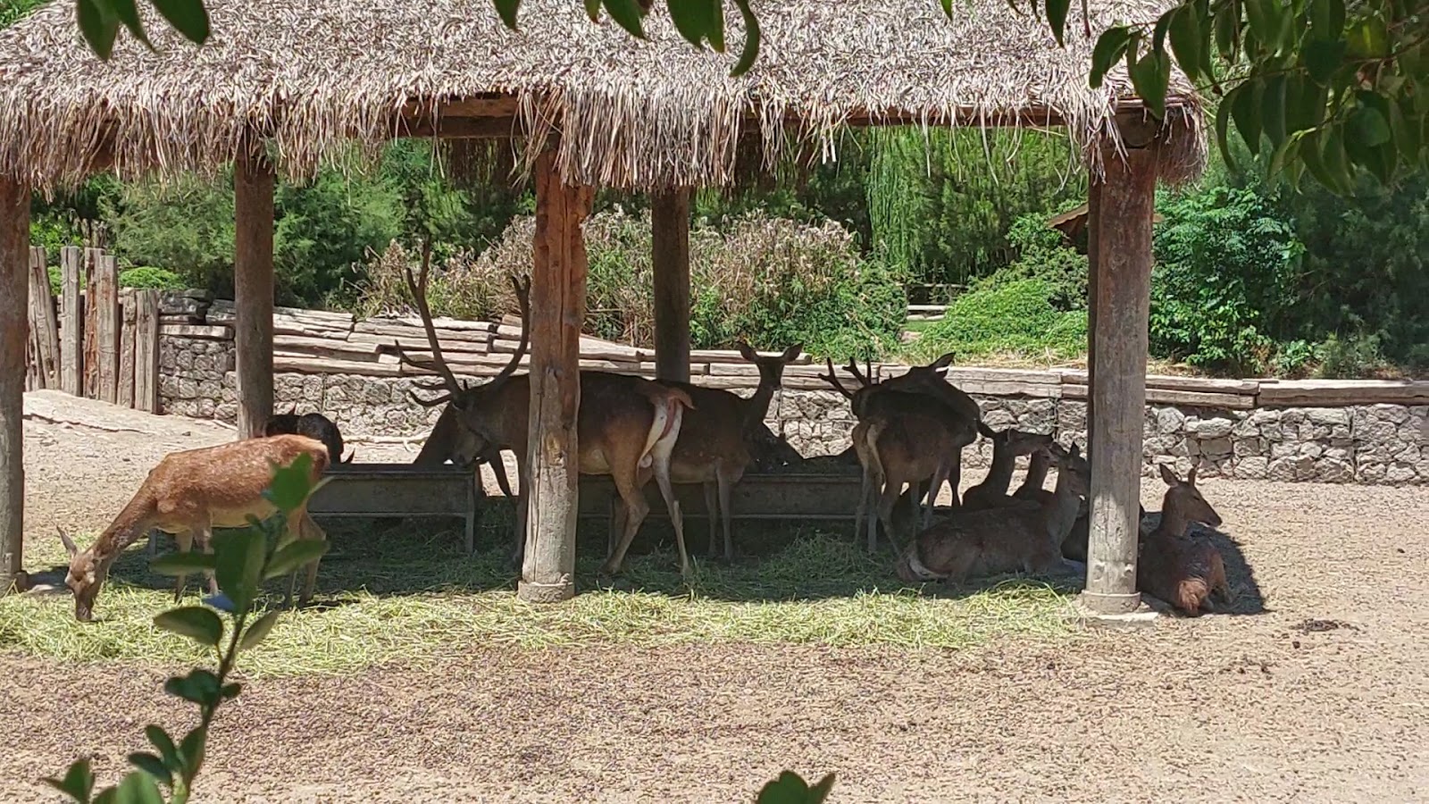 İzmir Büyükşehir Belediyesi İzmir Doğal Yaşam Parkı — fotoğraf 3