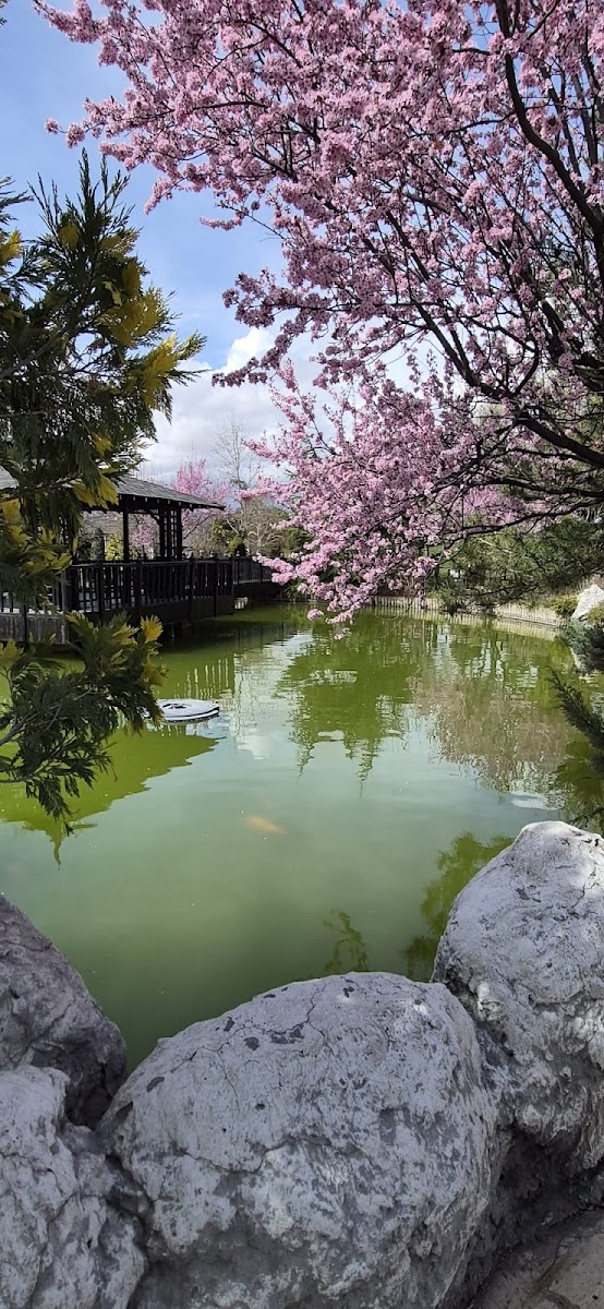 Japon Kyoto Parkı — fotoğraf 2