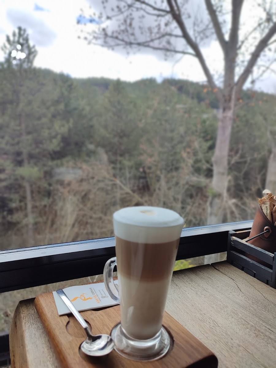 Kahve orman — fotoğraf 10