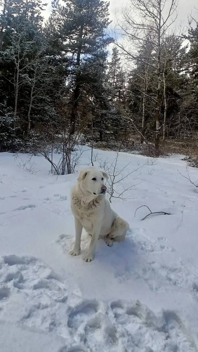 Karagöl Tabiat Parkı — fotoğraf 1