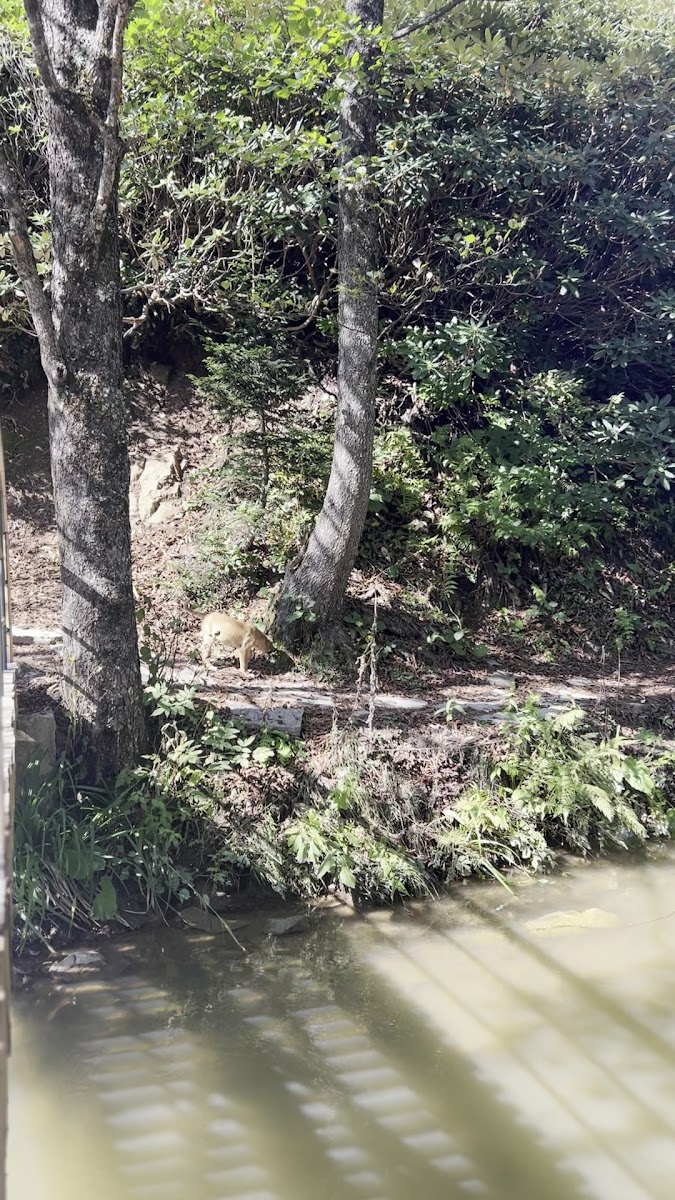 Karagöl Tabiat Parkı — fotoğraf 3