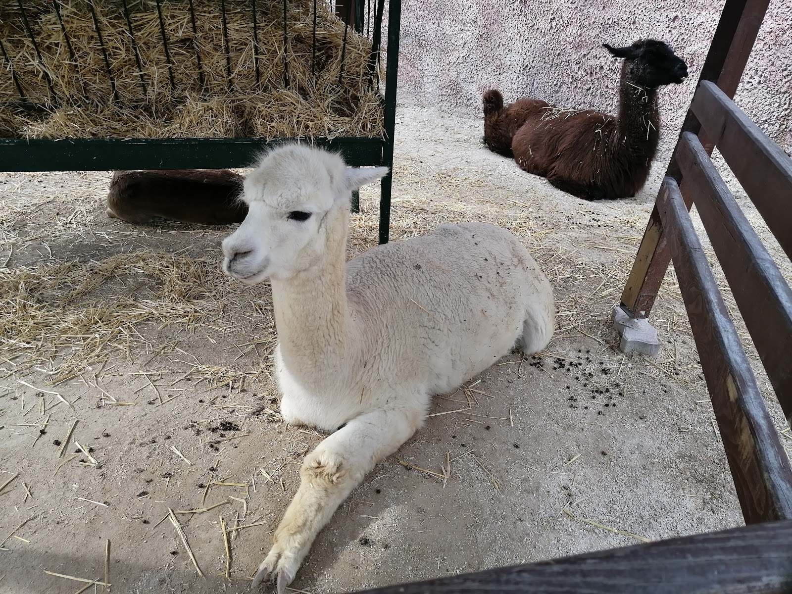 Karatay Belediyesi Hayvanat Bahçesi — fotoğraf 1