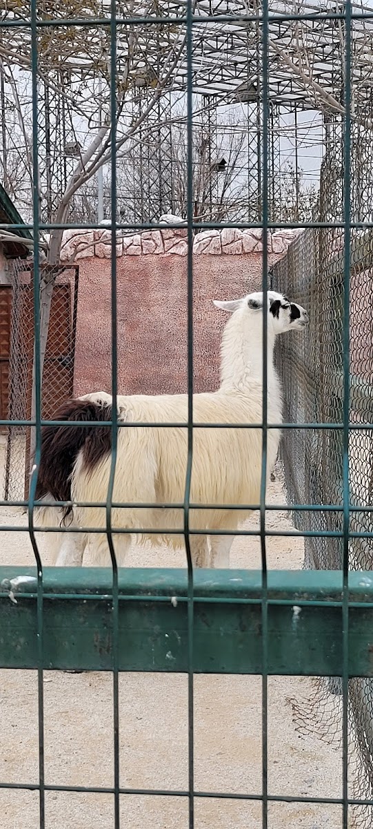 Karatay Belediyesi Hayvanat Bahçesi — fotoğraf 2