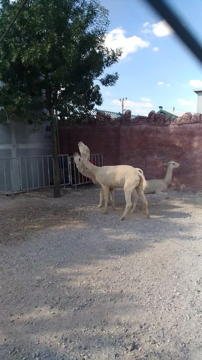 Karatay Belediyesi Hayvanat Bahçesi — fotoğraf 3