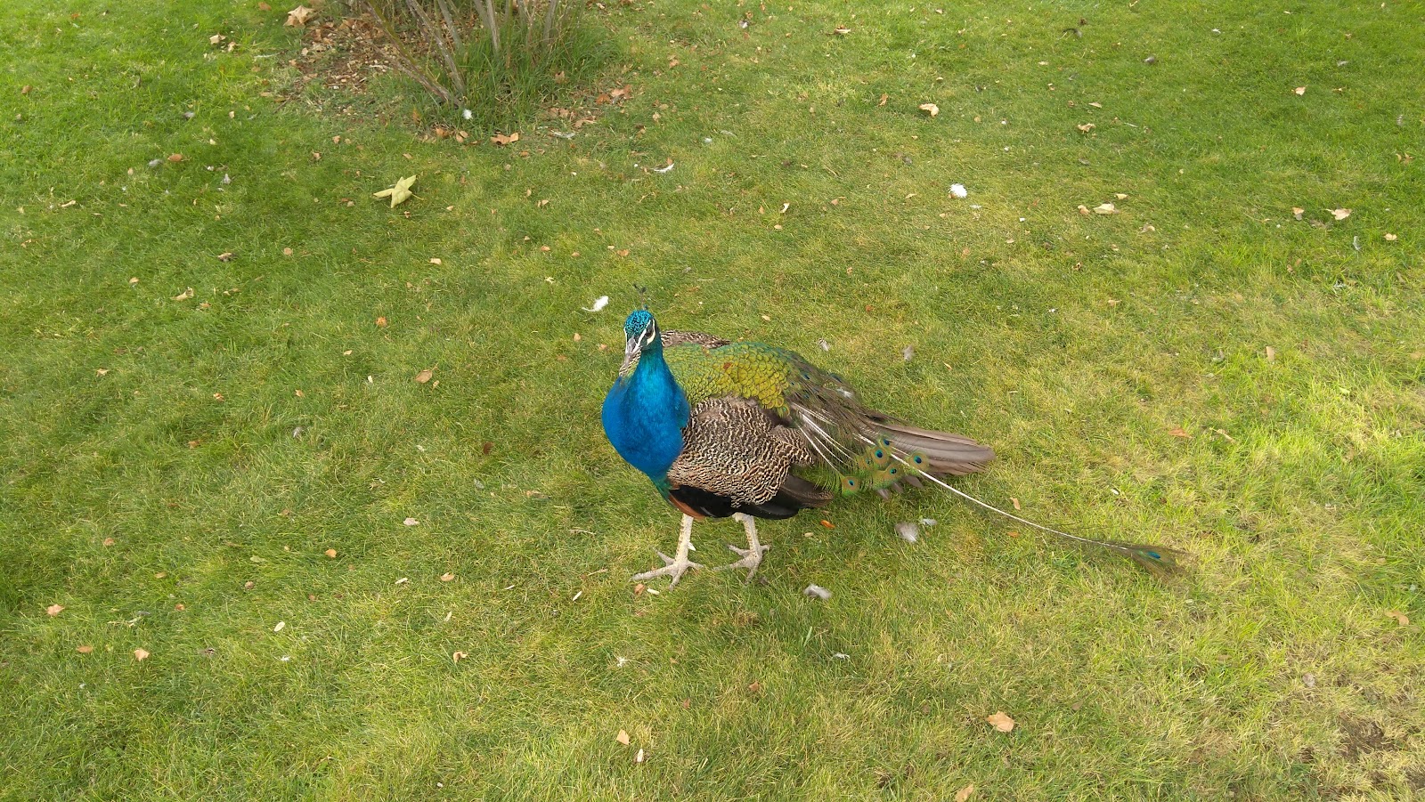 Karatay Belediyesi Hayvanat Bahçesi — fotoğraf 4