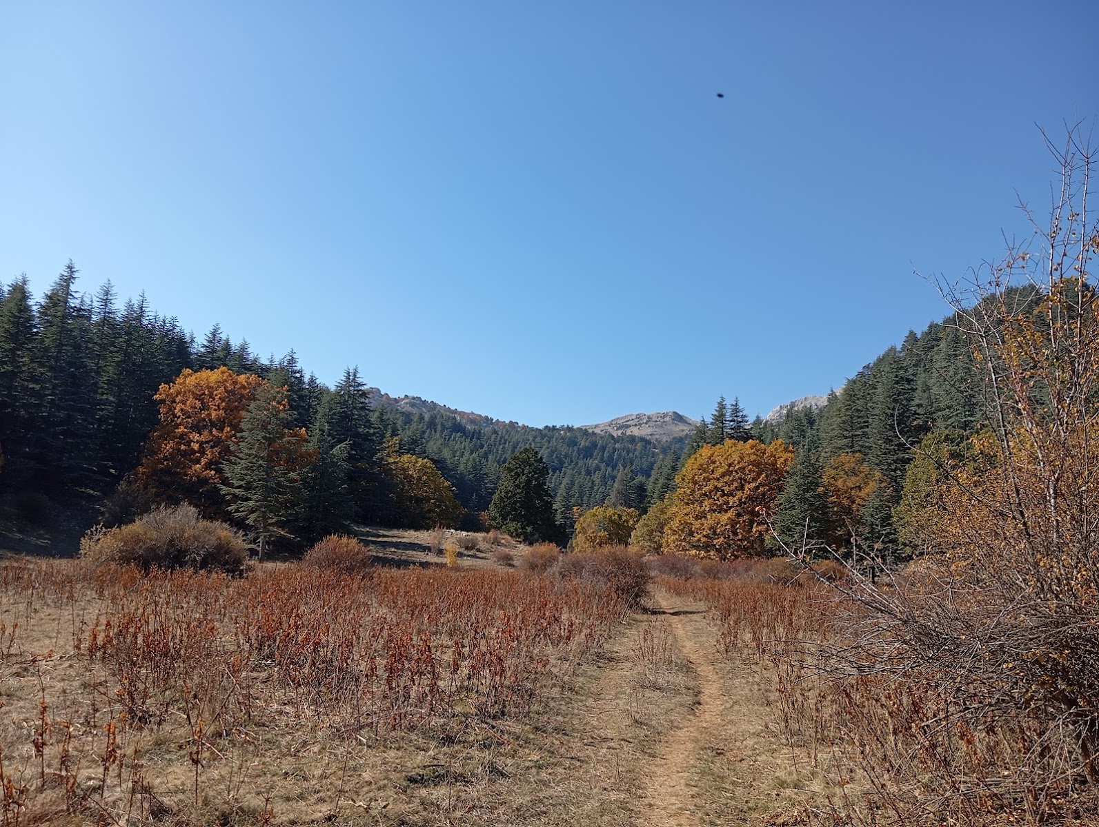 Kasnak Meşesi Tabiatı Koruma Alanı — fotoğraf 2