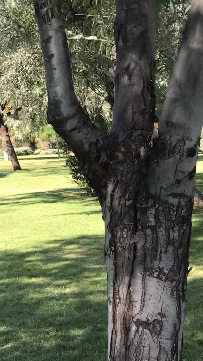 KBB-Birlik Parkı — fotoğraf 3