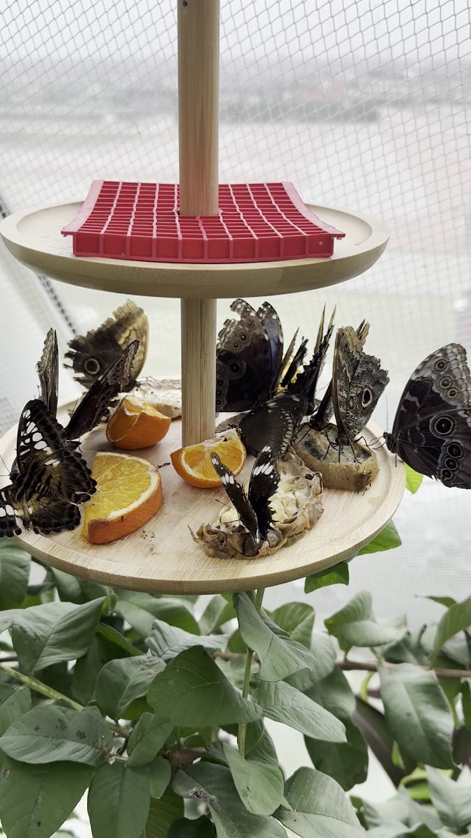 Kelebekler Vadisi Çiçek Bahçesi — fotoğraf 2