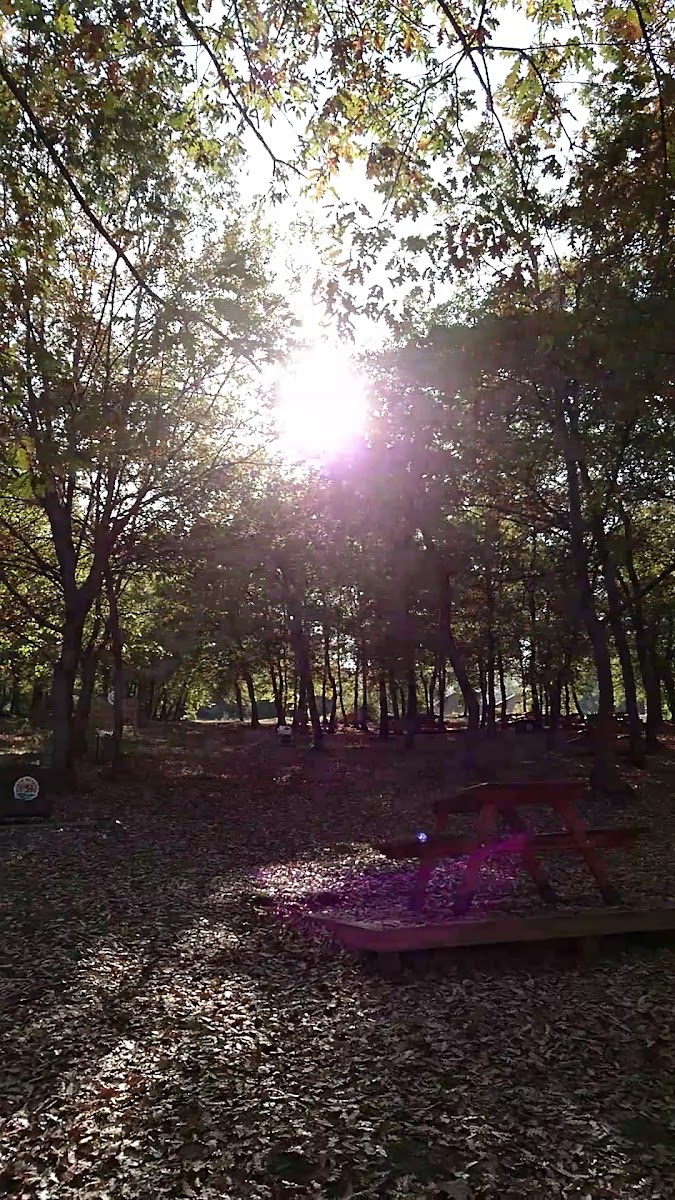 Kent Ormanı Piknik Alanı — fotoğraf 2