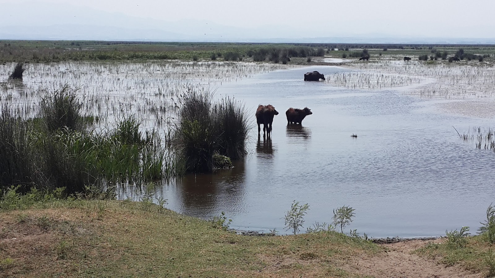 Kızılırmak Deltası Kuş Cenneti