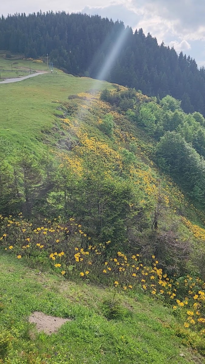 Koçkayası Tabiat Parkı — fotoğraf 2