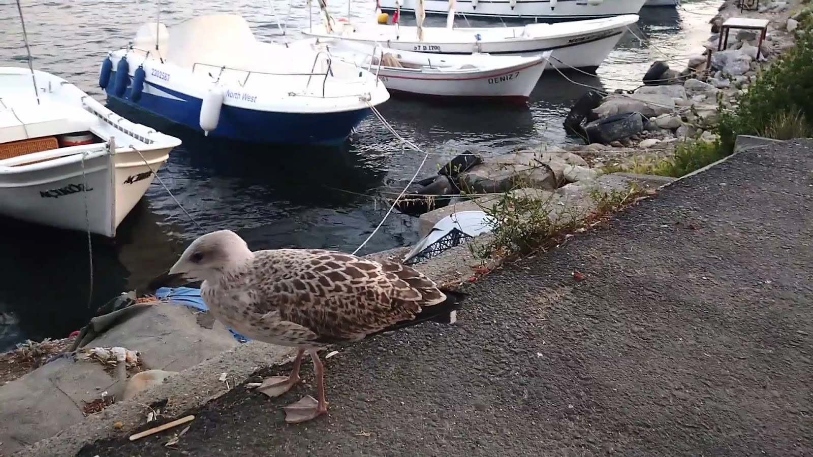 Kokoreççi Sebahattin Usta — fotoğraf 3