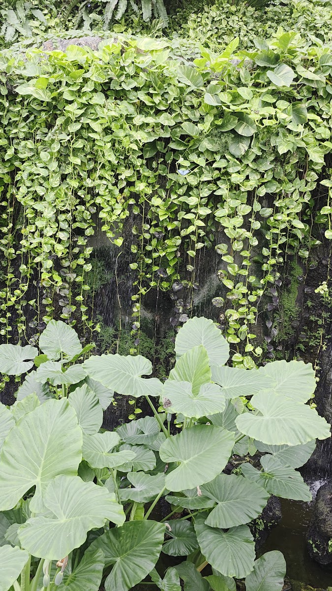 Konya Tropikal Kelebek Bahçesi — fotoğraf 2
