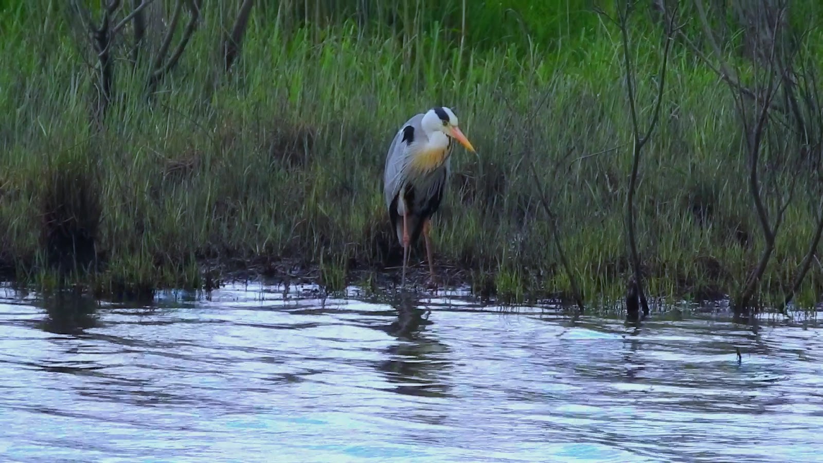 Ladik Gölü — fotoğraf 3