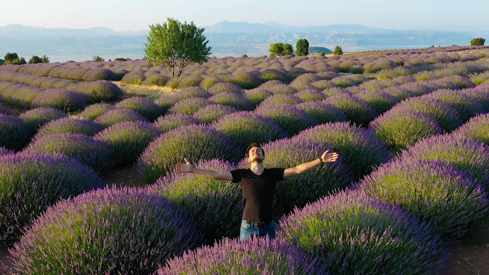 Lavanta diyari — fotoğraf 2