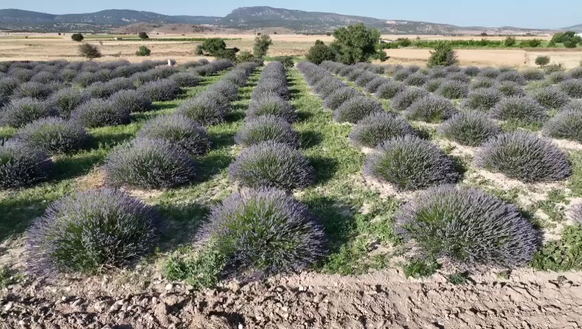 Lavanta diyari — fotoğraf 3