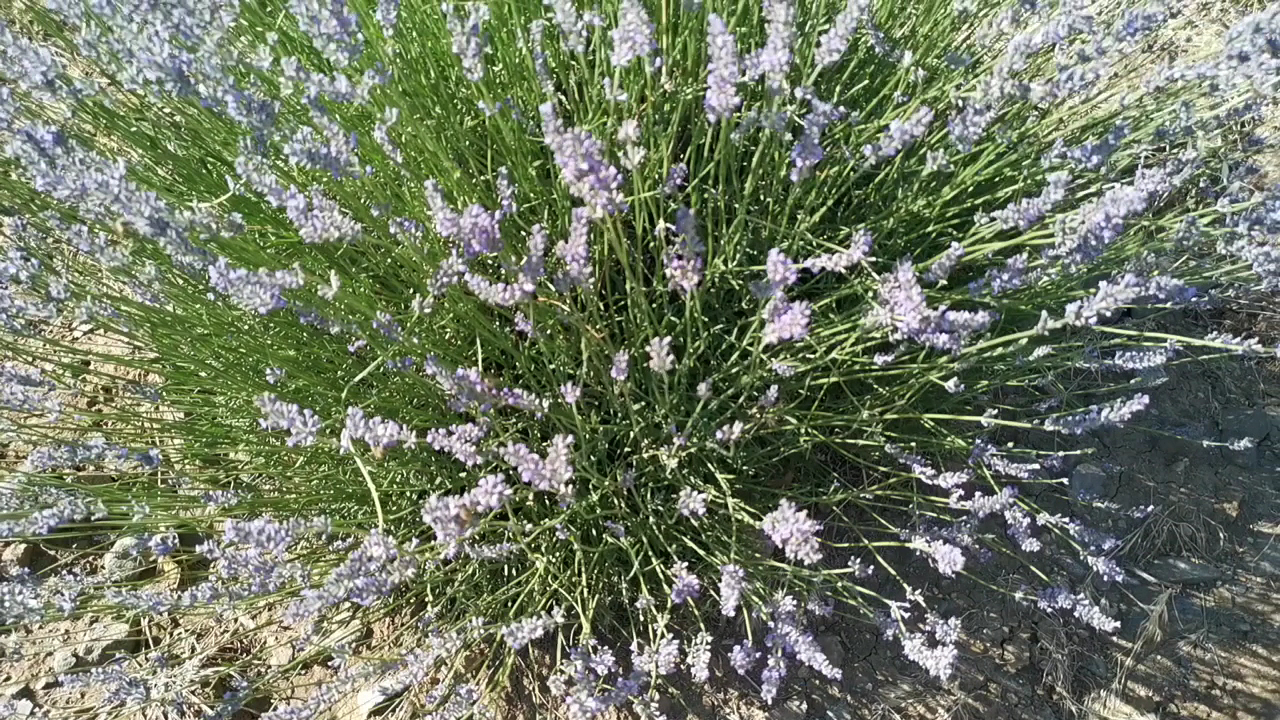 Lisinia Doğa proje Alanı — fotoğraf 4