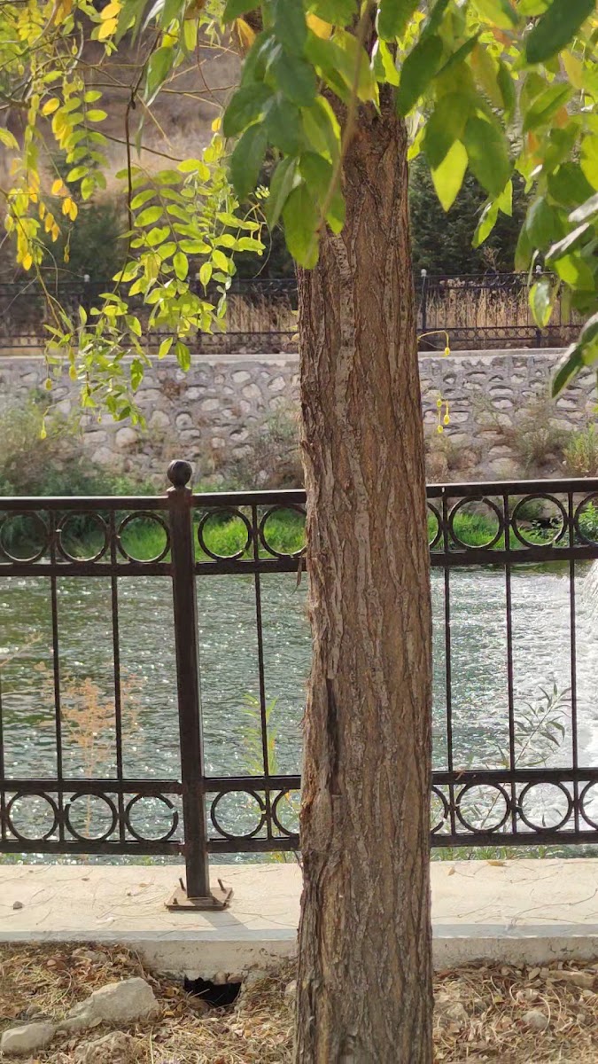 Marina Mesire Alanı — fotoğraf 3