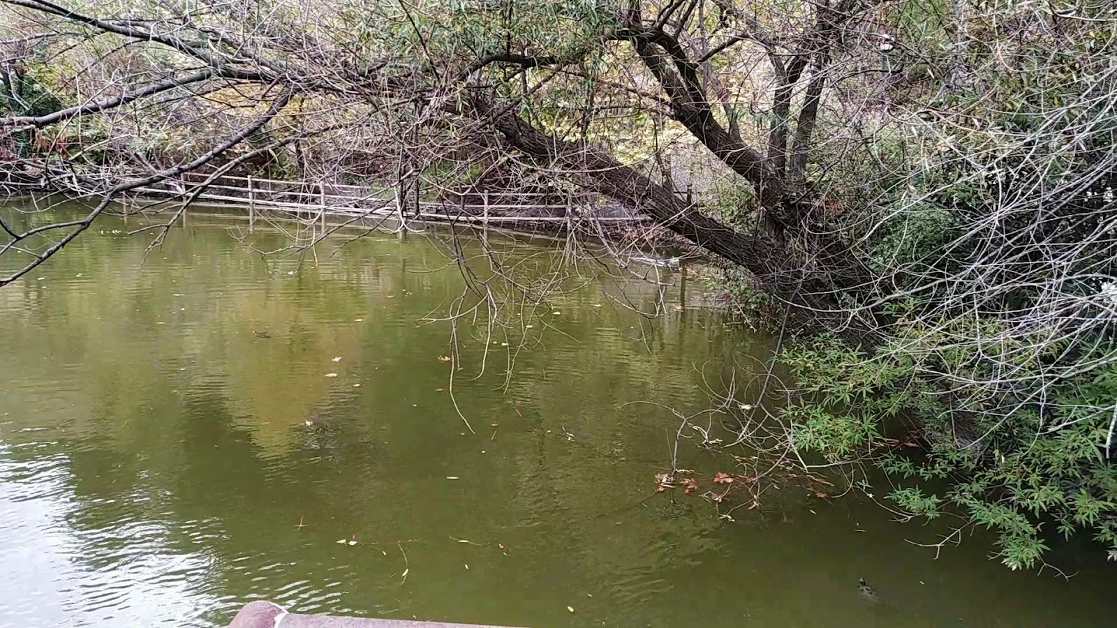 Mesir Tabiat Parkı — fotoğraf 3