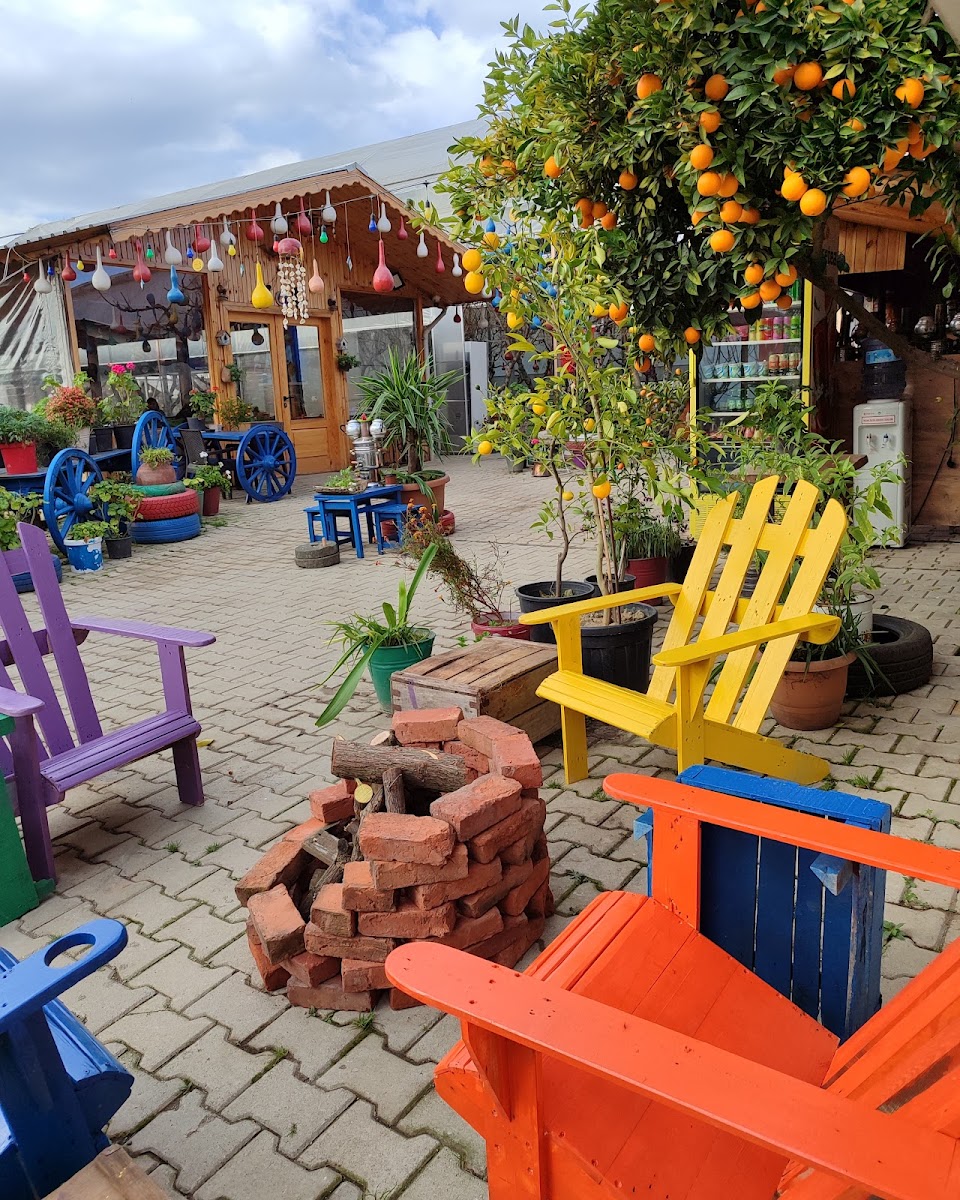 Meyvecidede — fotoğraf 5