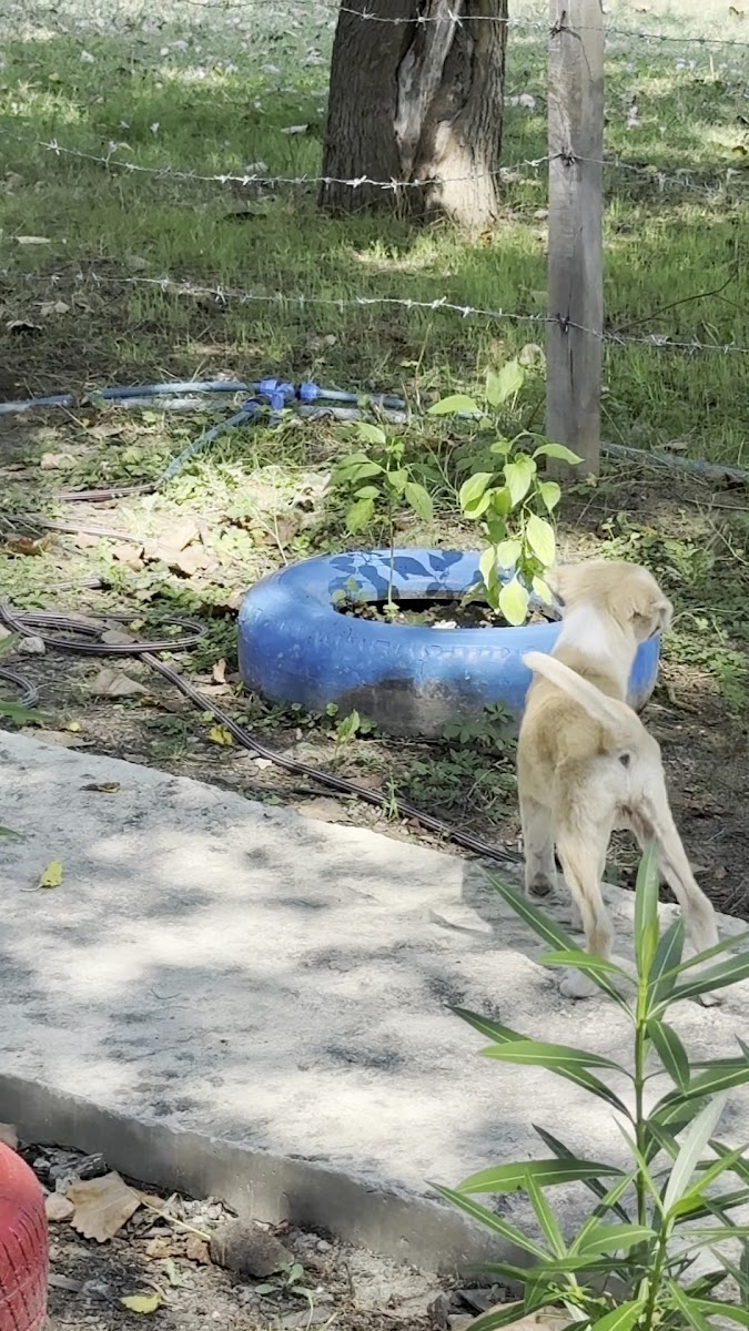 Mızraklı Alabalık Tesisleri — fotoğraf 3
