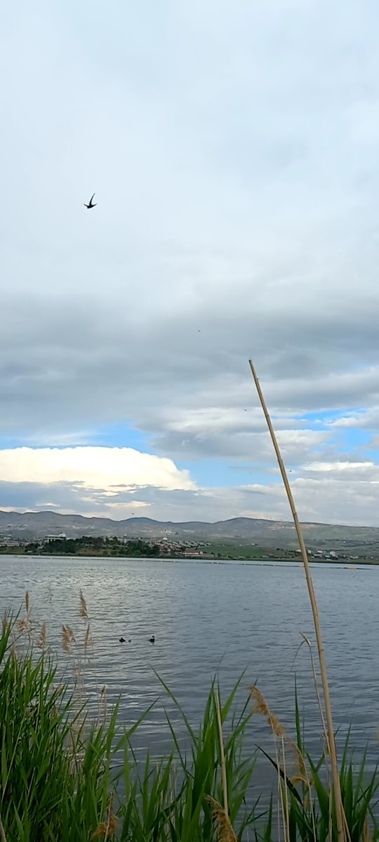 Mogan Gölü — fotoğraf 3