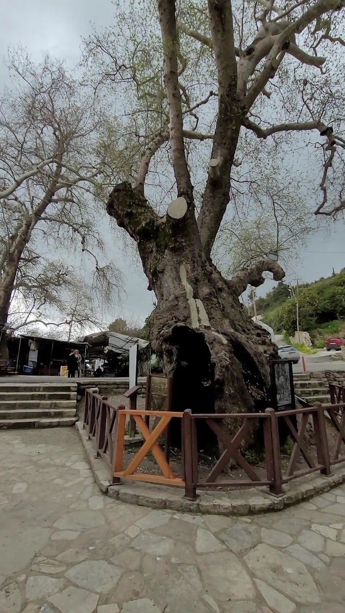 Musa Ağacı — fotoğraf 2