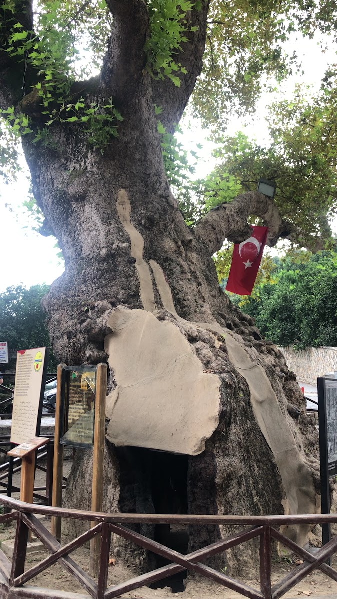 Musa Ağacı — fotoğraf 3