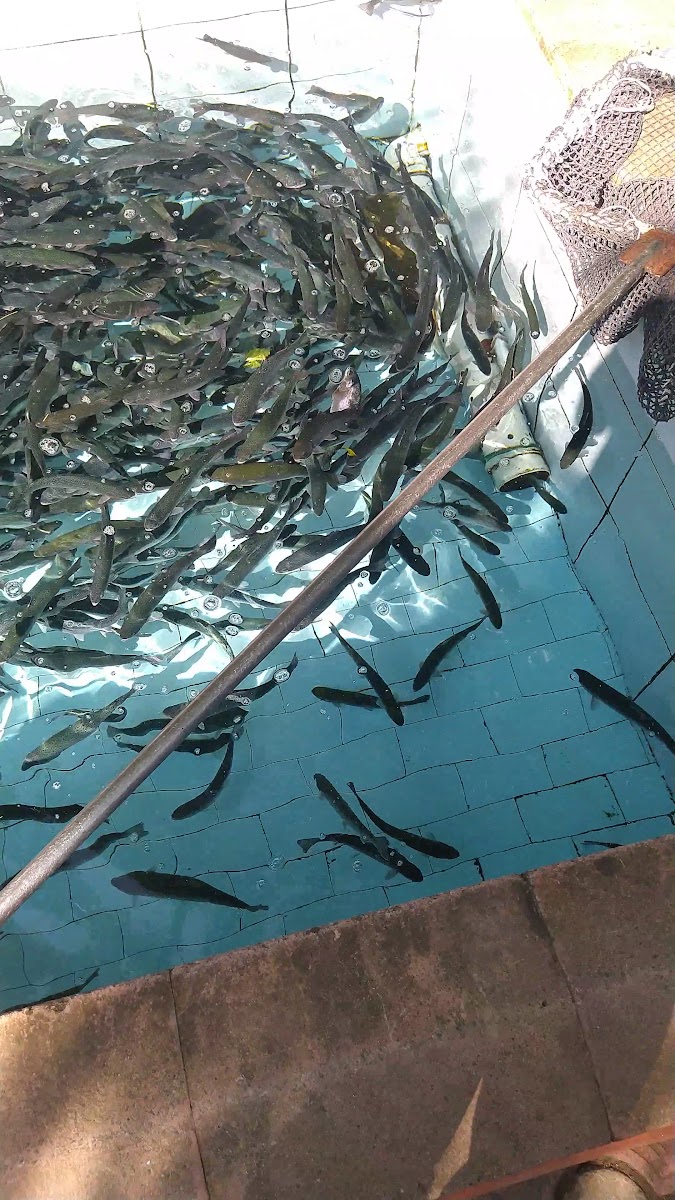 Okusal Alabalık Tesisleri & Restaurant — fotoğraf 3