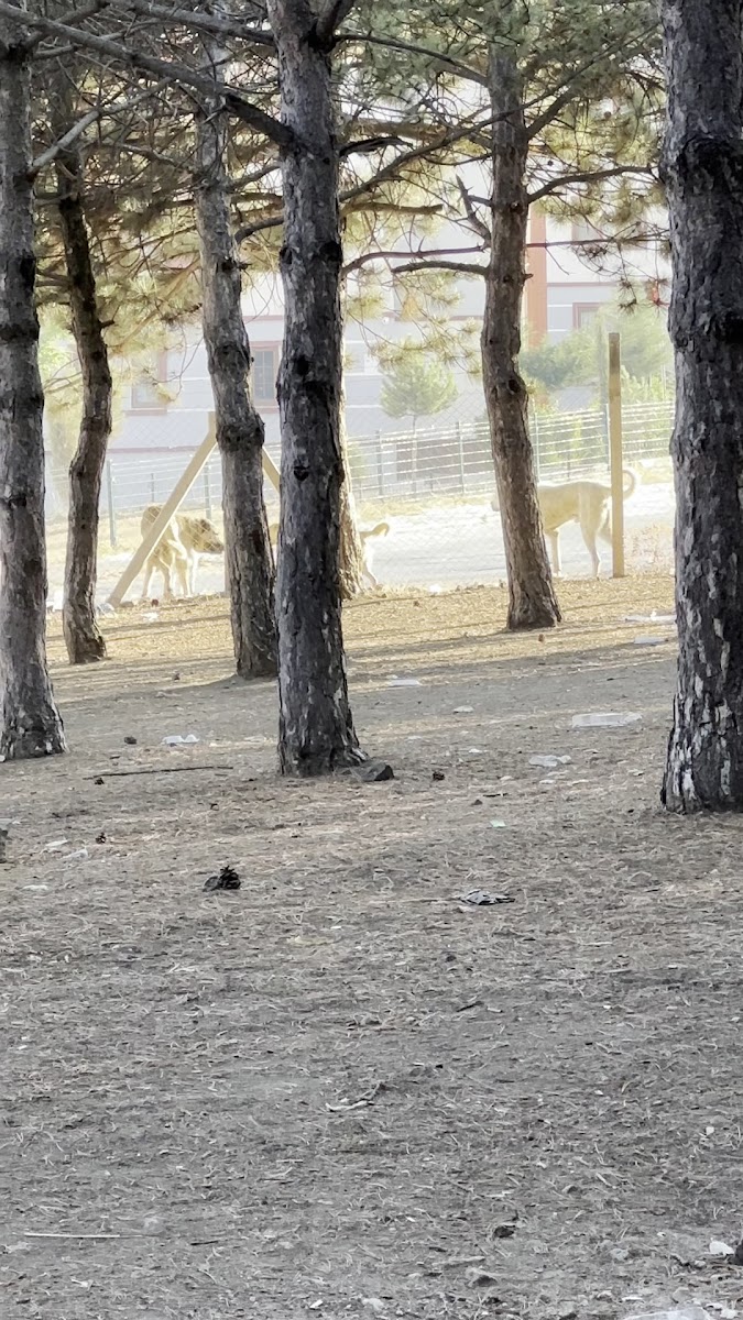 Önce Vatan Piknik Alanı — fotoğraf 2