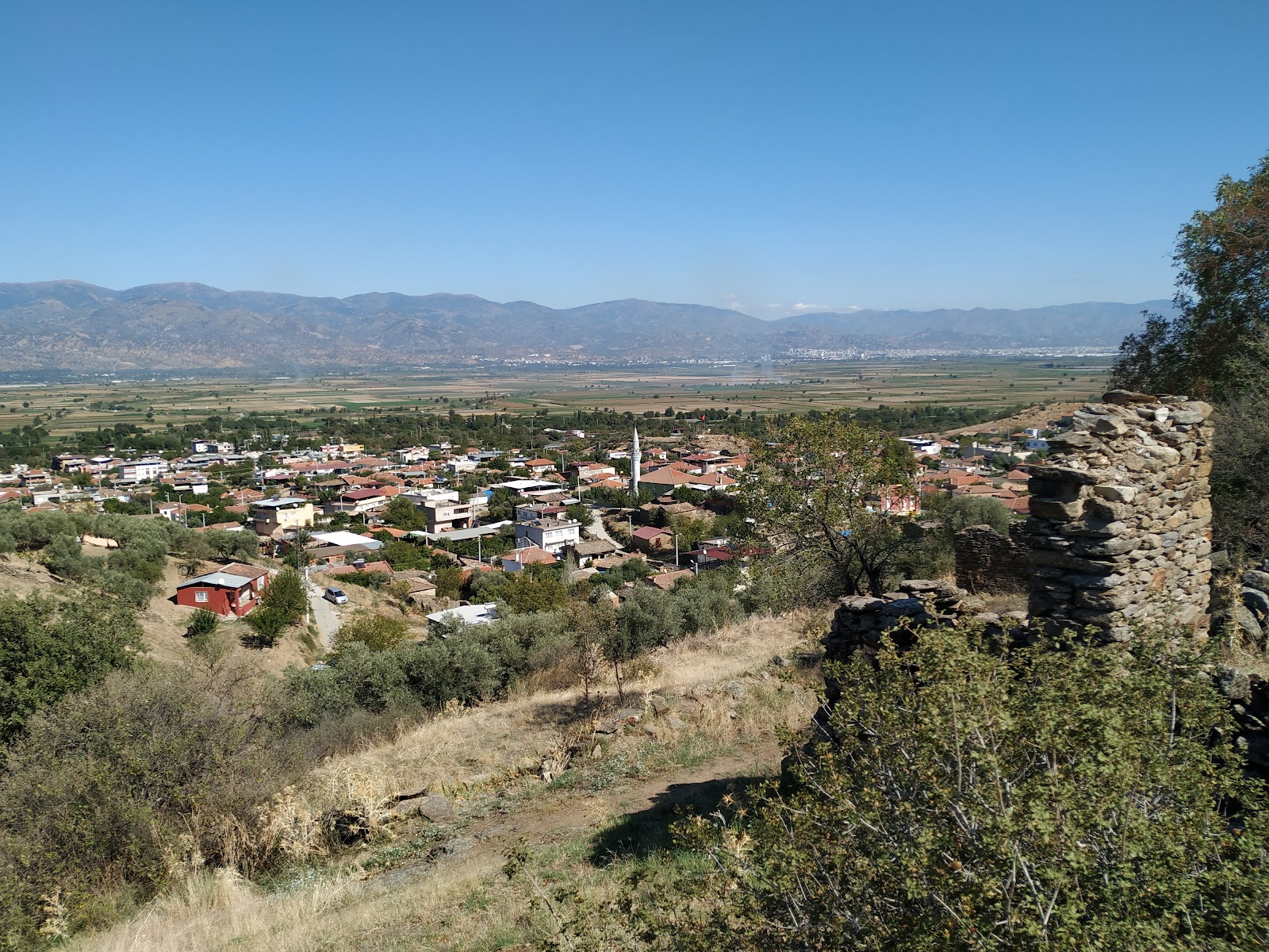 Orthosia — fotoğraf 1