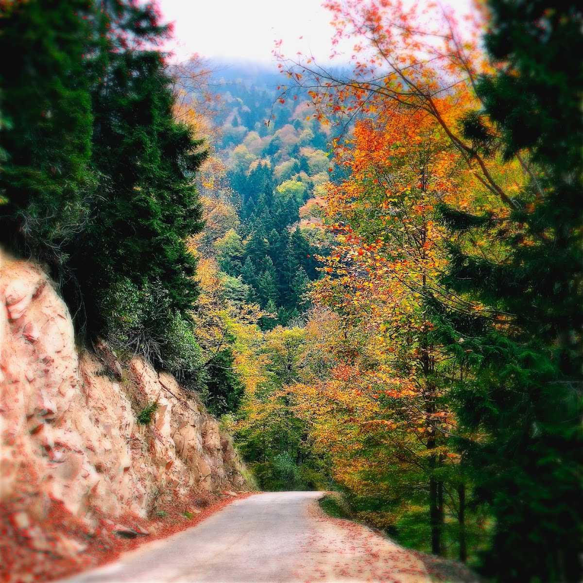 Örümcek Ormanı Tabiatı Koruma Alanı — fotoğraf 1