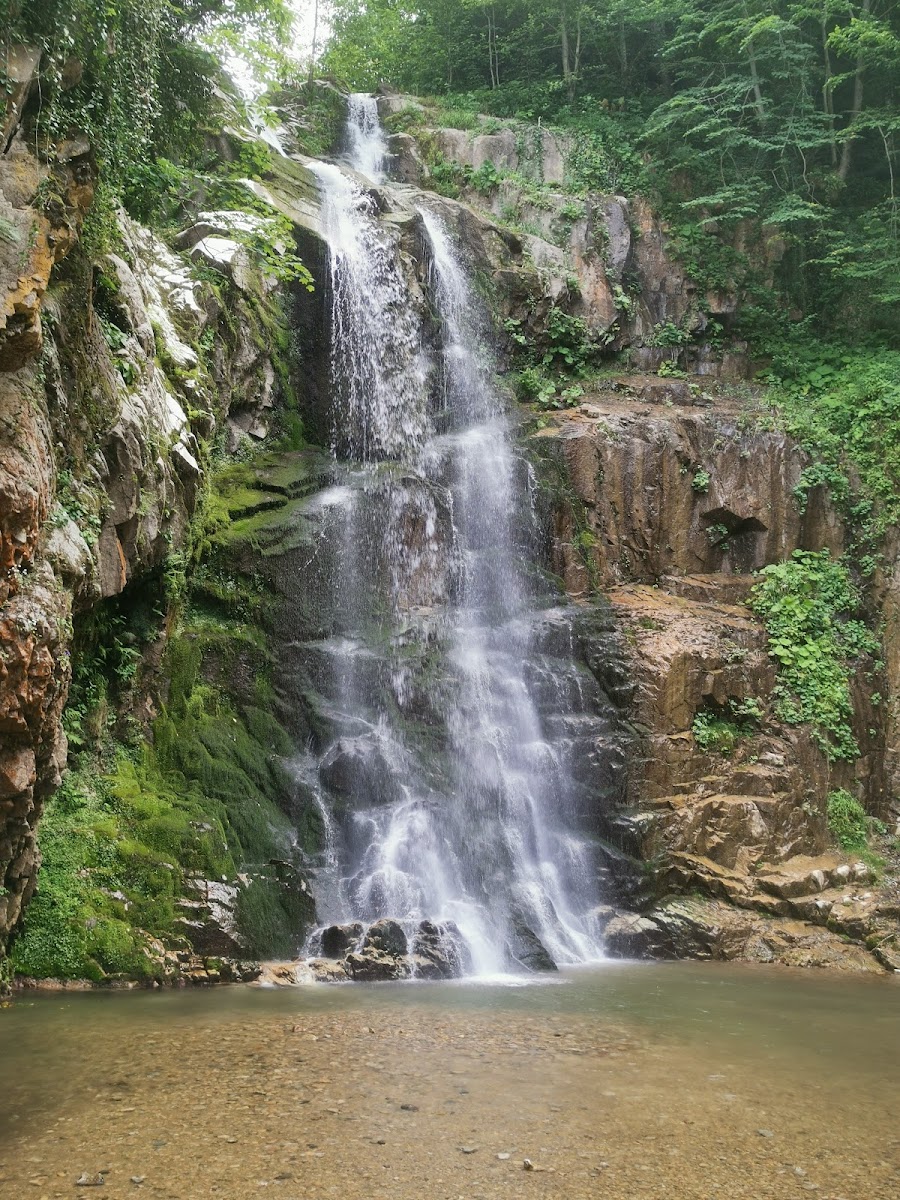 Örümcek Ormanı Tabiatı Koruma Alanı — fotoğraf 4