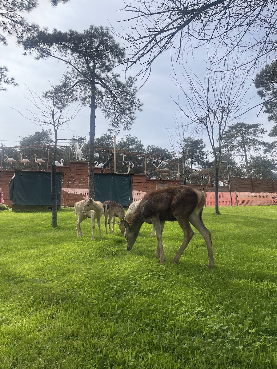 Park Of İstanbul — fotoğraf 5