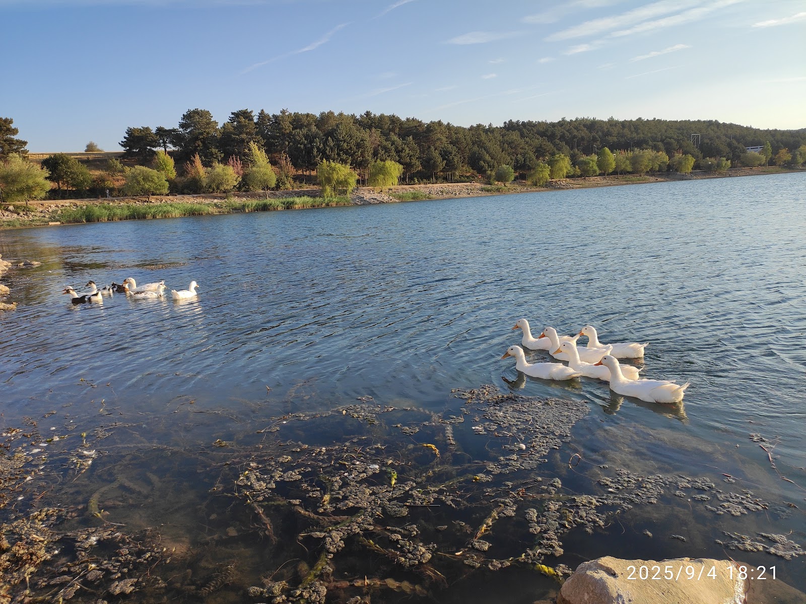 Pelitözü Gölpark — fotoğraf 1