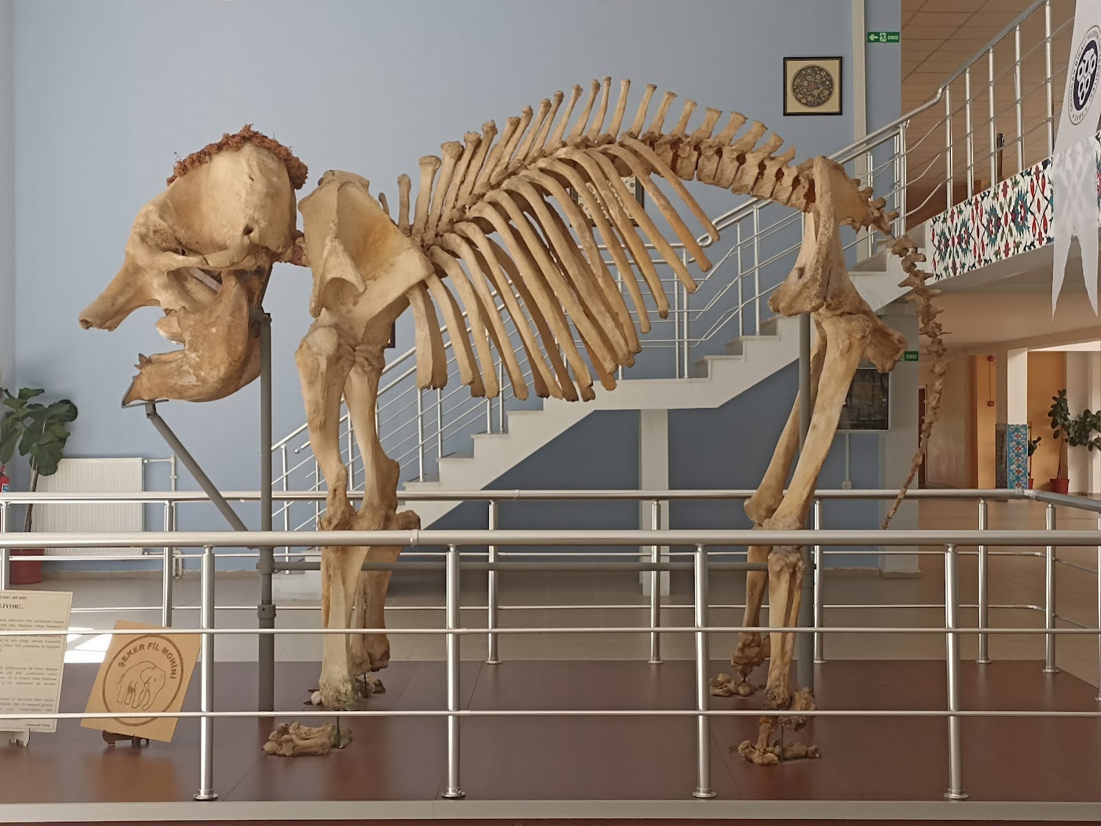 Prof. Dr. Ali DEMİRSOY Doğa Tarihi Müzesi