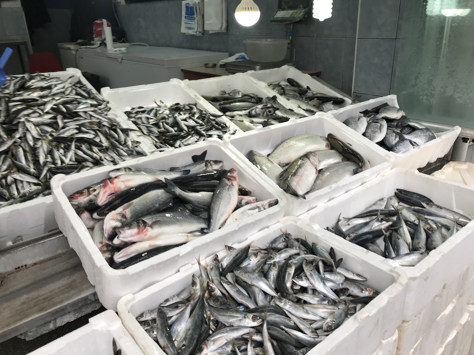 Reis Balıkçılık — fotoğraf 1