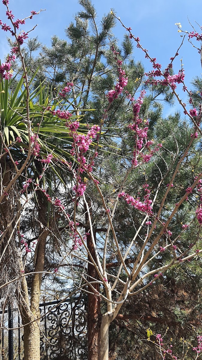 Rumeli Hisarı — fotoğraf 2