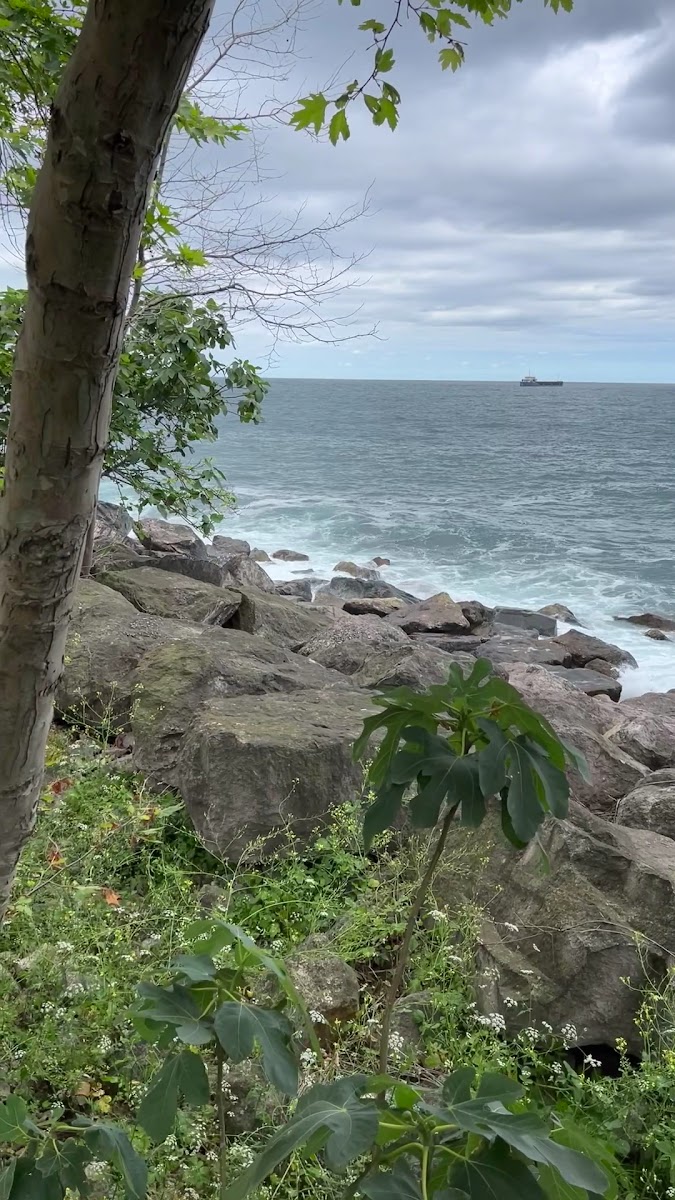 Sahil Fındık Evi — fotoğraf 3